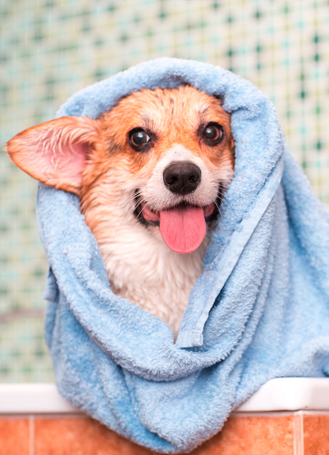 Keep your furry friends healthy and clean